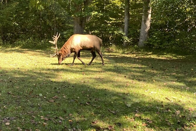 Over the Top Tour in Oconaluftee - Key highlights worth waking up for